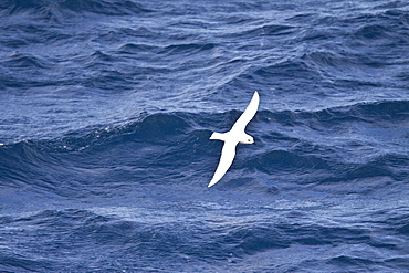 Adult Snow Petrel (Pagodroma nivea) on the wing in and around the Antarctic peninsula