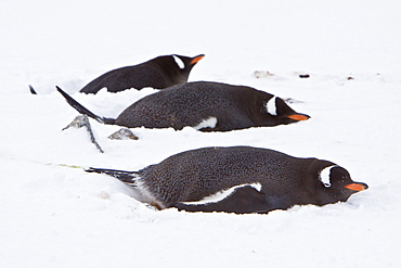 Gentoo penguins (Pygoscelis papua) in Antarctica