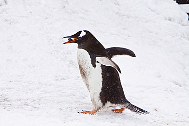 Gentoo penguins (Pygoscelis papua) in Antarctica