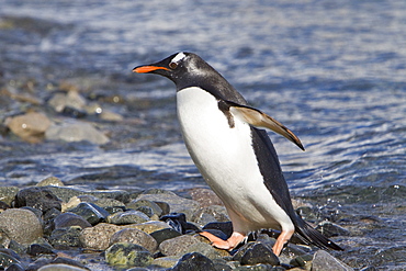 Gentoo penguins (Pygoscelis papua) in Antarctica