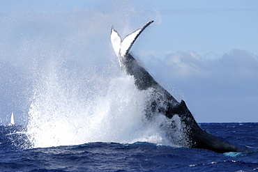 Adult Humpback Whale (Megaptera novaeangliae) tail-lobbing in the AuAu Channel, Maui, Hawaii, USA.