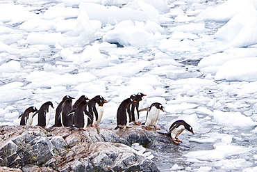 Gentoo penguins (Pygoscelis papua) in Antarctica