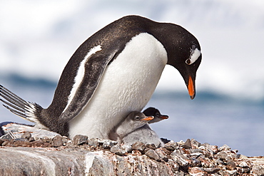 Gentoo penguins (Pygoscelis papua) in Antarctica