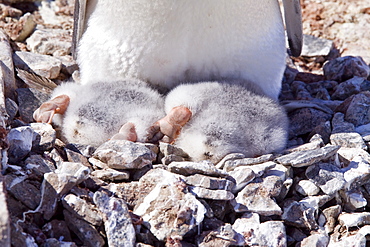 Gentoo penguins (Pygoscelis papua) in Antarctica