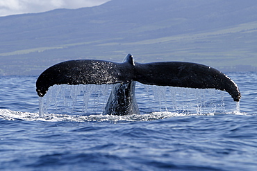 Adult Humpback Whale (Megaptera novaeangliae) fluke-up dive in the AuAu Channel, Maui, Hawaii, USA.