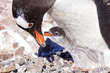 Gentoo penguins (Pygoscelis papua) in Antarctica