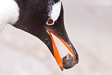 Gentoo penguins (Pygoscelis papua) in Antarctica