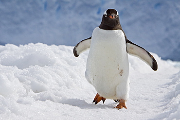 Gentoo penguins (Pygoscelis papua) in Antarctica