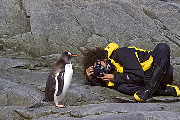 Gentoo penguins (Pygoscelis papua) in Antarctica