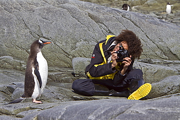 Gentoo penguins (Pygoscelis papua) in Antarctica