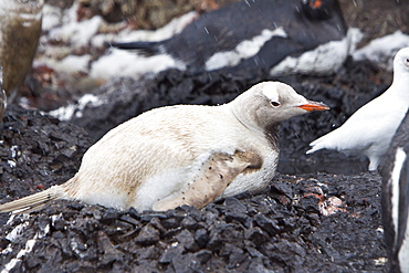 An adult Leucistic Gentoo penguin (Pygoscelis papua) nesting and incubating two eggs at Gabriel Gonzales Videla Research Station, Antarctica