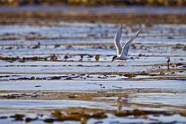 Adult South American Tern (Sterna hirundinacea) near New Island in the Falkland Islands