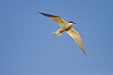 Adult South American Tern (Sterna hirundinacea) near New Island in the Falkland Islands