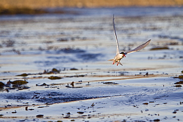 Adult South American Tern (Sterna hirundinacea) near New Island in the Falkland Islands