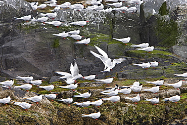 Adult South American Tern (Sterna hirundinacea) at breeding colony on offshore islets in the Beagle Channel, South America