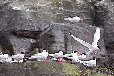 Adult South American Tern (Sterna hirundinacea) at breeding colony on offshore islets in the Beagle Channel, South America