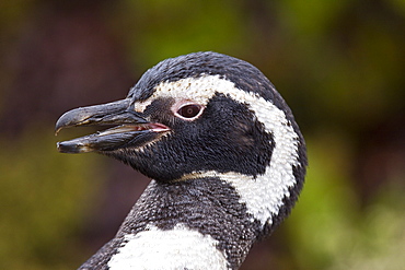 The Magellanic Penguin (Spheniscus magellanicus), Argentina, South America