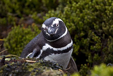 The Magellanic Penguin (Spheniscus magellanicus), Argentina, South America