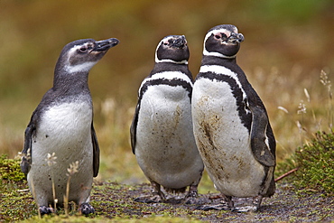 The Magellanic Penguin (Spheniscus magellanicus), Argentina, South America