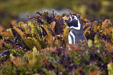 The Magellanic Penguin (Spheniscus magellanicus), Argentina, South America