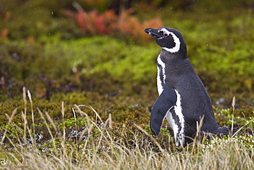 The Magellanic Penguin (Spheniscus magellanicus), Argentina, South America