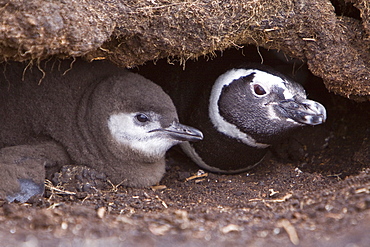 The Magellanic Penguin (Spheniscus magellanicus), Argentina, South America