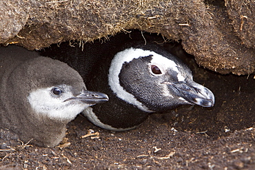 The Magellanic Penguin (Spheniscus magellanicus), Argentina