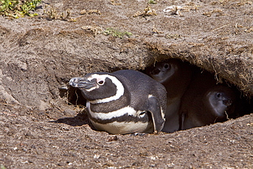 The Magellanic Penguin (Spheniscus magellanicus), Argentina, South America