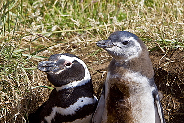 The Magellanic Penguin (Spheniscus magellanicus), Argentina, South America