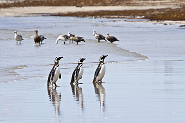 The Magellanic Penguin (Spheniscus magellanicus), Argentina, South America