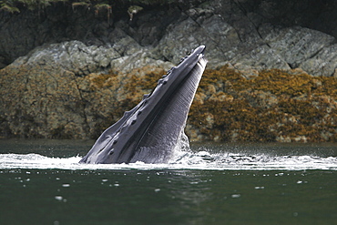 Single adult Humpback Whale (Megaptera novaeangliae) lunge-feeding very close to shore in Southeast Alaska, USA.