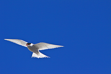 The Antarctic Tern (Sterna vittata)