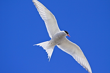 The Antarctic Tern (Sterna vittata)