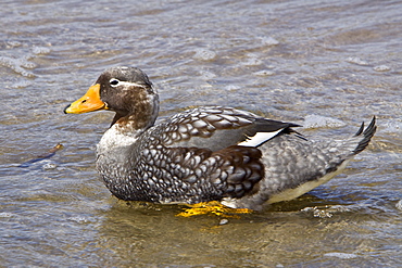 The Falkland Steamerduck (Tachyeres brachypterus) is a duck native to the Falkland Islands in the southern Atlantic Ocean