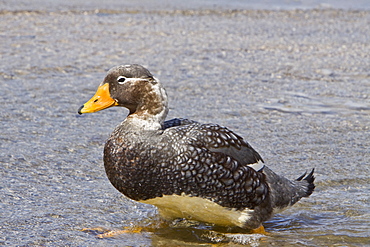 The Falkland Steamerduck (Tachyeres brachypterus) is a duck native to the Falkland Islands in the southern Atlantic Ocean