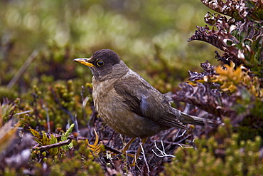 The Falkland Thrush (Turdus Falcklandii), medium sized thrush from southern South America