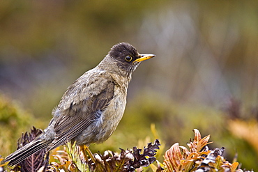 The Falkland Thrush (Turdus falcklandii) is a medium sized thrush from southern South America