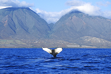 Adult Humpback Whale (Megaptera novaeangliae) fluke-up dive in the AuAu Channel, Maui, Hawaii, USA. Pacific Ocean.