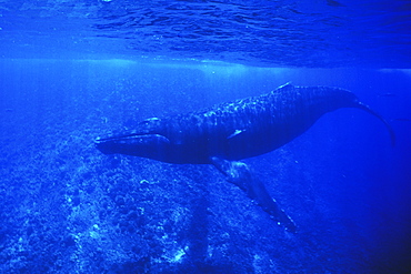 Adult male Humpback Whale (Megaptera novaeangliae) underwater at Molokini Crater near Maui, Hawaii, USA. Pacific Ocean.