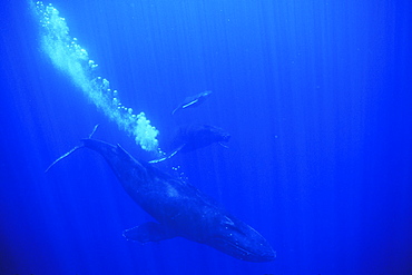 Escort/mother/calf Humpback Whale (Megaptera novaeangliae) underwater (note escort blowing bubble curtain) in the AuAu Channel off Maui, Hawaii, USA. Pacific Ocean.