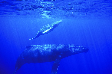 Mother and calf Humpback Whale (Megaptera novaeangliae) underwater in the AuAu Channel off Maui, Hawaii, USA. Pacific Ocean.