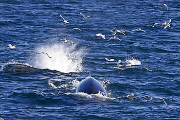 Adult fin whale (Balaenoptera physalus) sub-surface feeding in the rich waters off the continental shelf on the west side of Spitsbergen Island in the Barents Sea, Norway