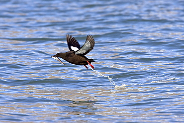 Adult black guillemot (Cepphus grylle) taking flight with fish in the Svalbard Archipelago in the Barents Sea, Norway