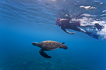 Adult green sea turtle (Chelonia mydas) in the protected marine sanctuary at Honolua Bay, Maui, Hawaii, USA