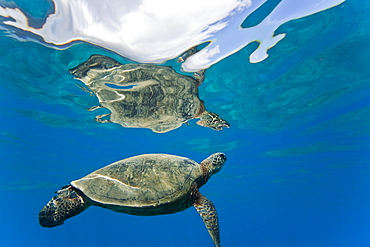 Green sea turtle (Chelonia mydas) at cleaning station at Olowalu Reef, Maui, Hawaii, USA