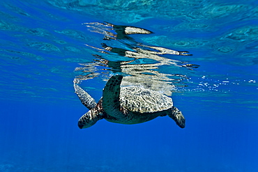 Green sea turtle (Chelonia mydas) at cleaning station at Olowalu Reef, Maui, Hawaii, USA