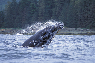 Humpback Whale calf (Megaptera novaeangliae) breaching in Chatham Strait, Southeast Alaska, USA. Pacific Ocean.