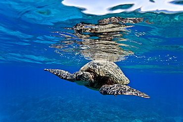 Green sea turtle (Chelonia mydas) at cleaning station at Olowalu Reef, Maui, Hawaii, USA