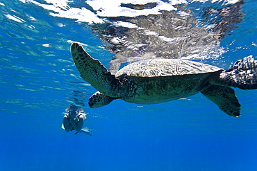 Green sea turtle (Chelonia mydas) at cleaning station at Olowalu Reef, Maui, Hawaii, USA