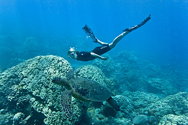 Green sea turtle (Chelonia mydas) at cleaning station at Olowalu Reef, Maui, Hawaii, USA